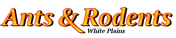 White Plains Ant Exterminator & Rodent Control Company Logo